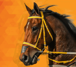 Interbet Horse Racing