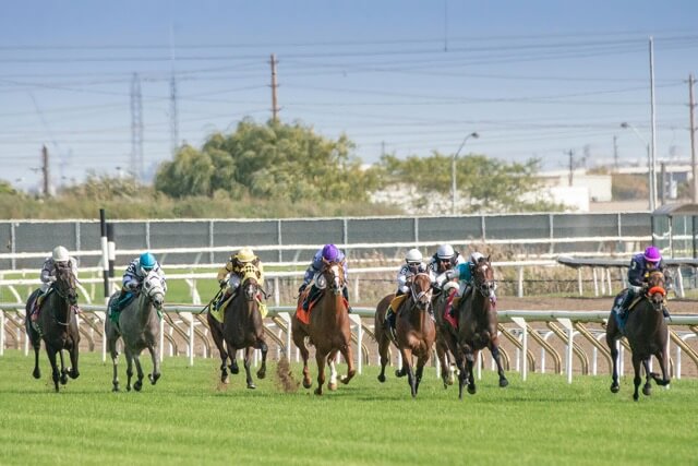 Durban July horses