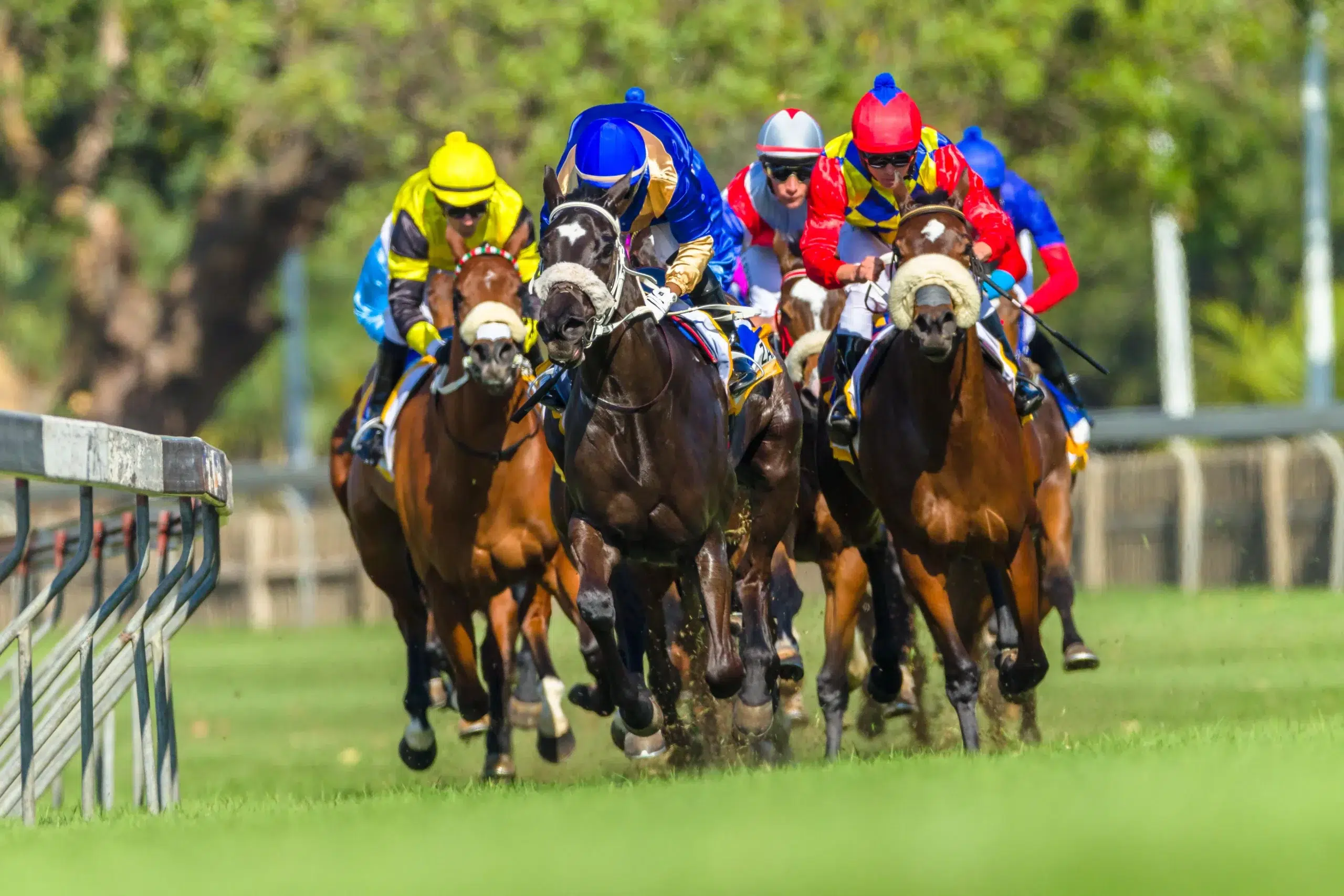 Horse racing animals jockey's closeup track action photo
